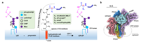图1. GPI-T的冷冻电镜结构及其活性中心组成。a GPI-T催化反应及底物特征示意图。b GPI-T的冷冻电镜密度图。 星天地