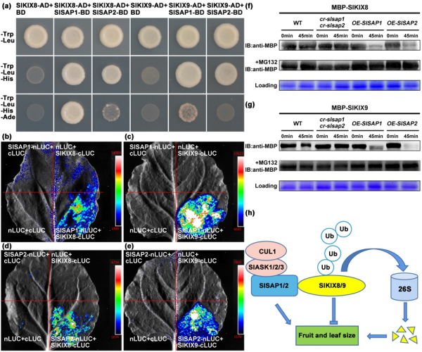 U020250507827391615704.jpg 星天地