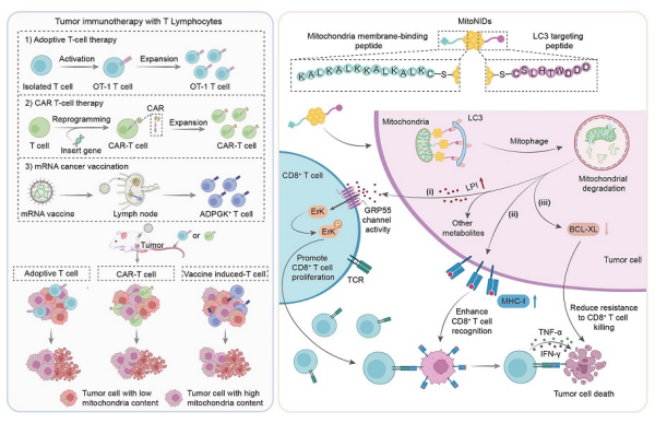 U020250522398823632432.jpg 星天地