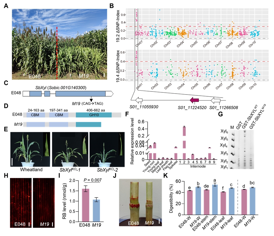 U020250718530132948859.jpg 星天地