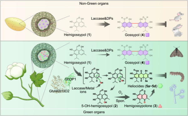 U020251021572985281041.png 星天地