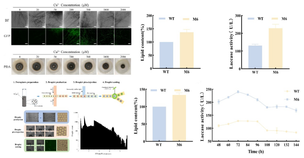 U020251017850202947501.jpg 星天地