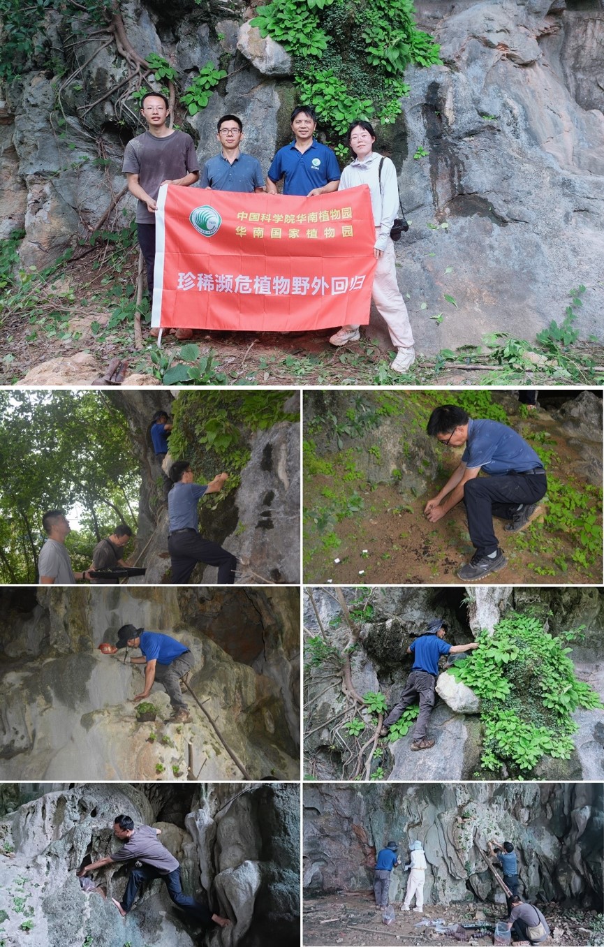 1.开展报春苣苔属植物野外回归工作 星天地