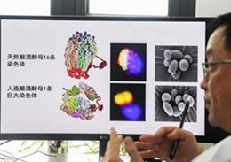 国际首例人造单染色体真核细胞创建<br>成功