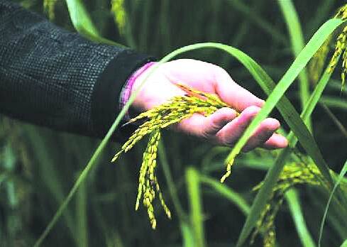 中科院推出高产水稻新种质