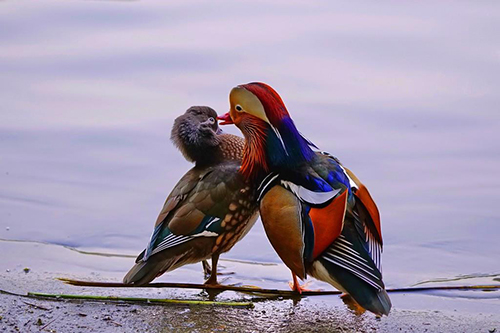 恩爱鸳鸯 情意绵绵