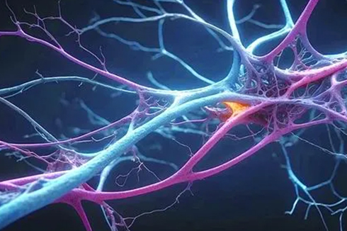 科学家绘制迄今最大脑基因调控网络图谱