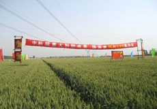 远缘杂交与分子育种研究