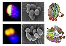 人工合成生物学研究