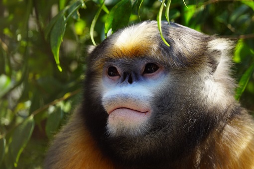 梵净山世界生物圈保护区