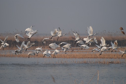 盐城世界生物圈保护区