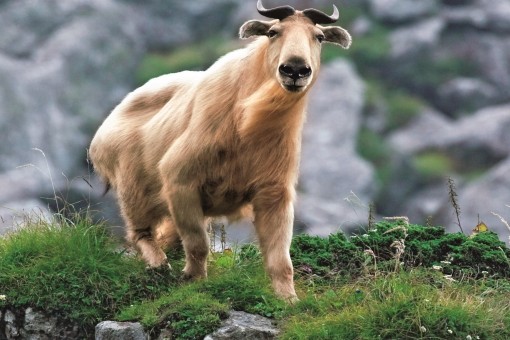 牛背梁世界生物圈保护区