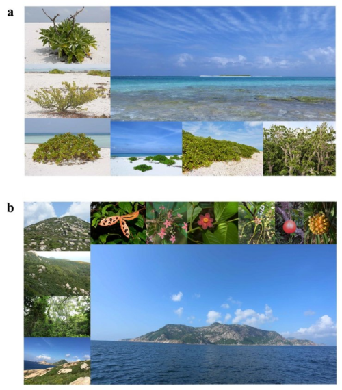 图1. 热带珊瑚岛(a)和热带大陆性海岛(b)的植物及植被 星天地