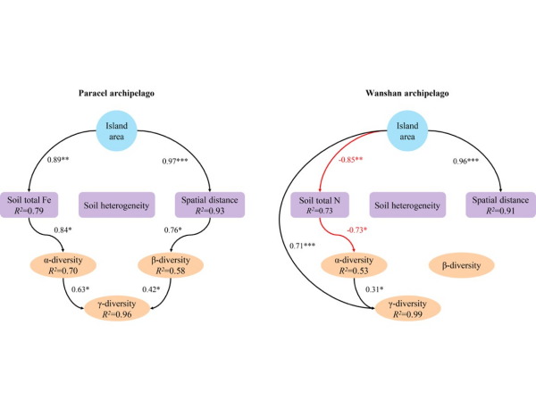 图2. 两组岛屿面积如何影响γ多样性的结构方程模型。 星天地