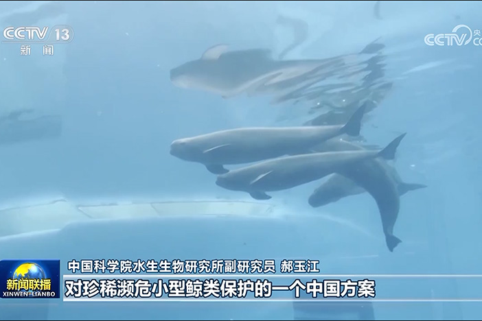 【新闻联播】长江流域珍稀水生物种保护取得新进展