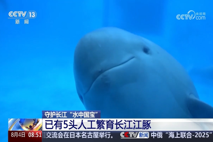 【朝闻天下】守护长江“水中国宝” 已有5头人工繁育长江江豚