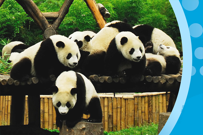 从大熊猫“卫士”到生态“管家”