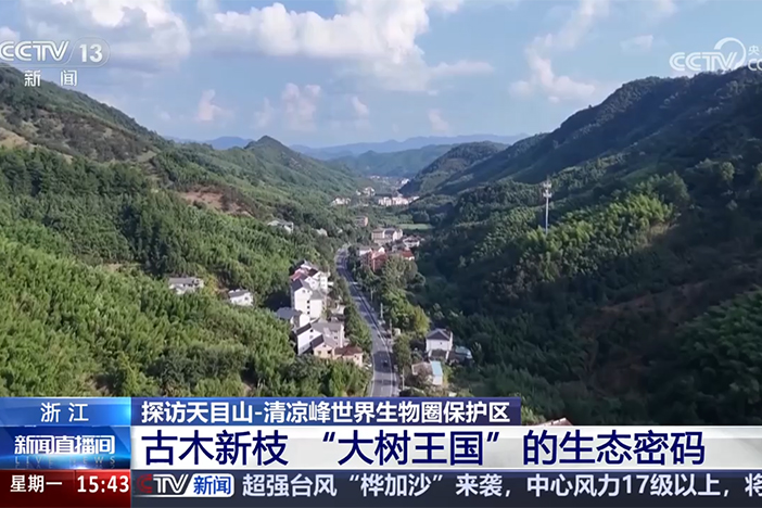 【新闻直播间】探访天目山-清凉峰世界生物圈保护区 古木新枝“大树王国”的生态密码