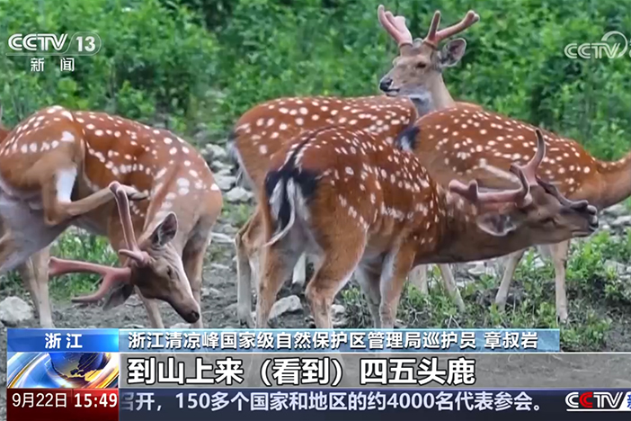 【新闻直播间】探访天目山-清凉峰世界生物圈保护区 兽语山林 华南梅花鹿的“安居生活”